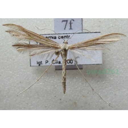 Emmelina monodactyla (Linnaeus, 1758) Piórolotek zwyczajny Czech7f